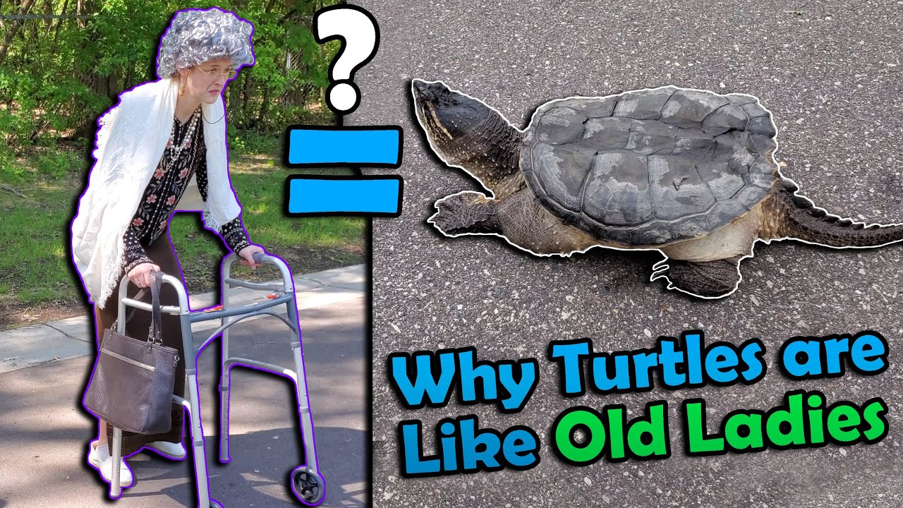 How to Help Turtles Cross the Road! (Old Lady Version)