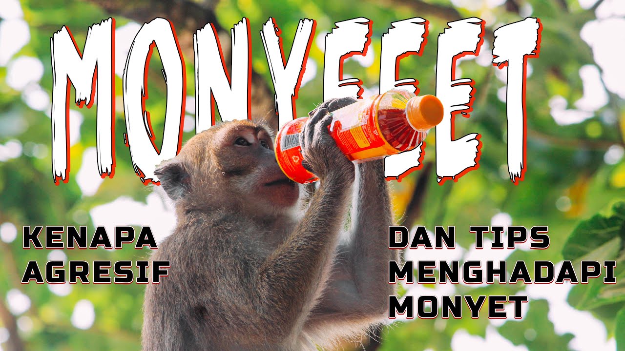 Perubahan Perilaku Monyet Ekor Panjang di Pangandaran