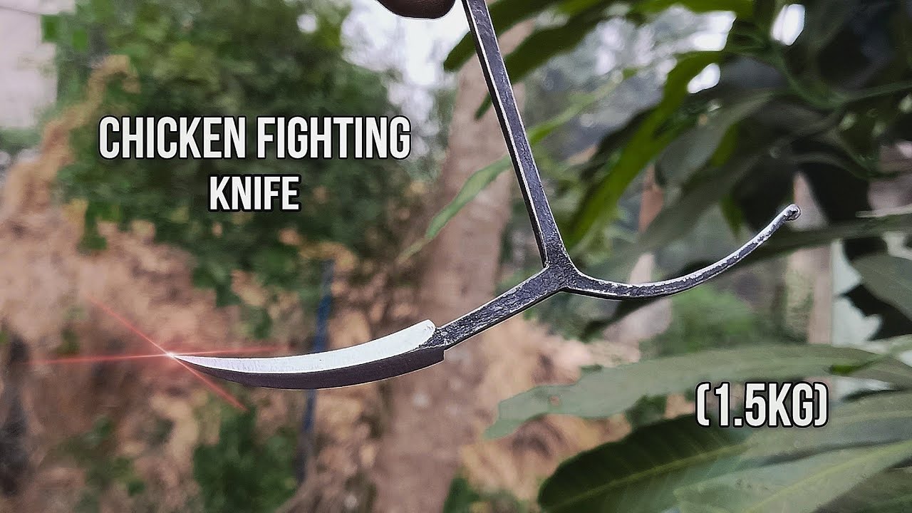 CHICKEN Fighting Knife Making || MURGA Ladai Chaku Kaise Banaye (1.5kg) ...?
