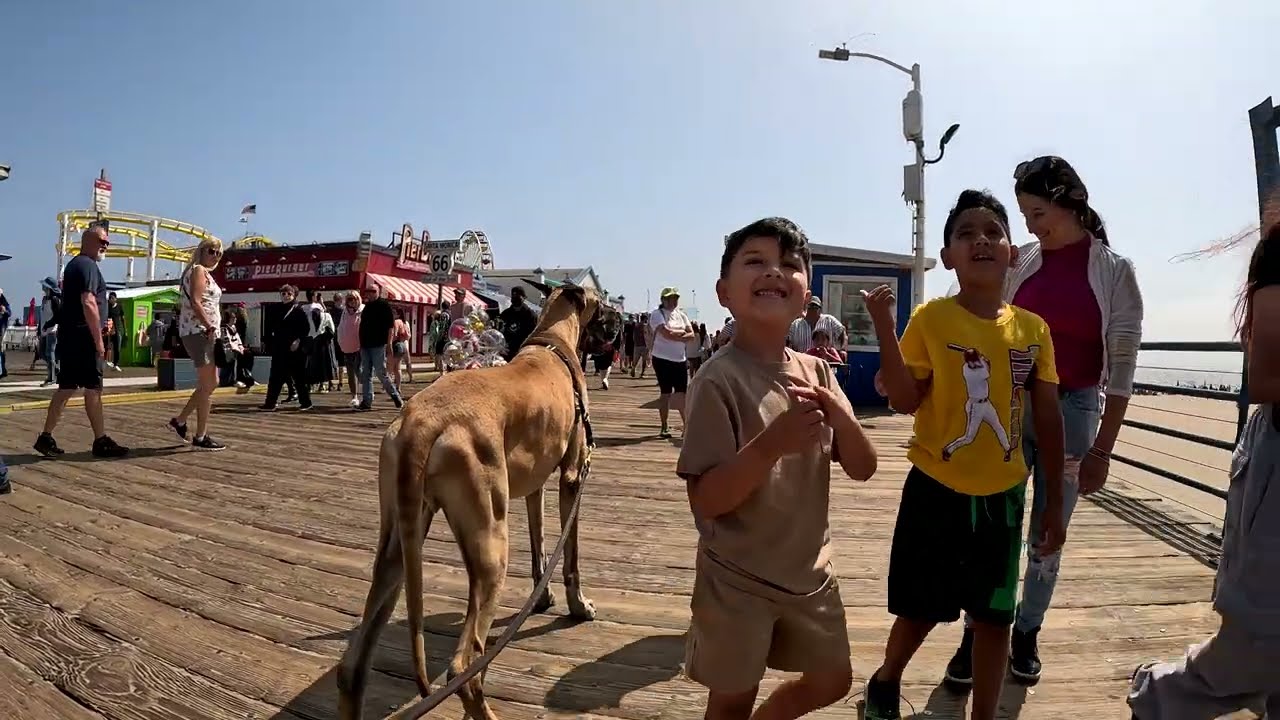 Cash 2.0 Great Dane meeting new people in Santa Monica 135