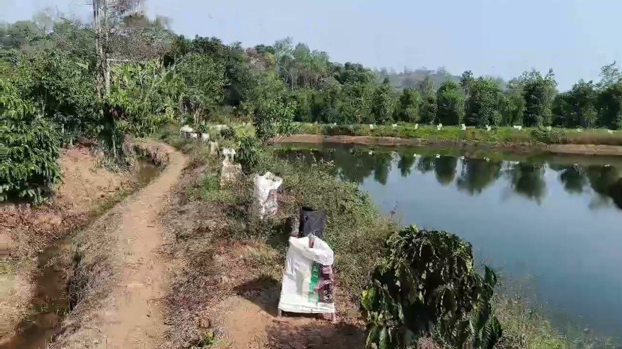 📍Napoklu🪴☘️ Ashik Padiyamanda|| arecanutfarming || Agri life &hearts;️ #shorts #agriculture agri