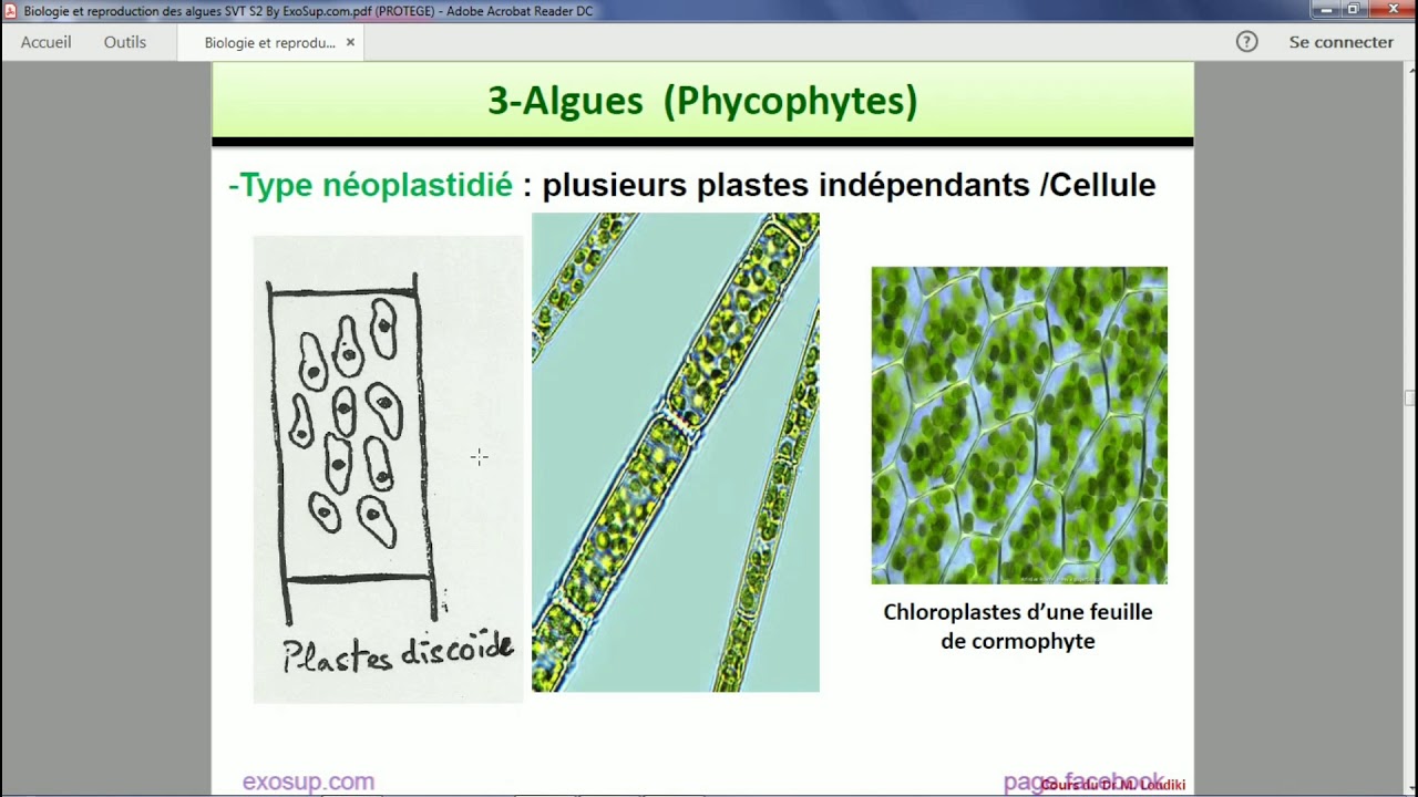 Les thallophytes :  Les Algues
