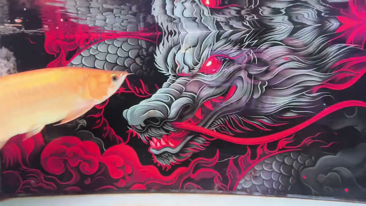 Ikan arwana super red tampil eksis dengan wallpaper naga merah menyala