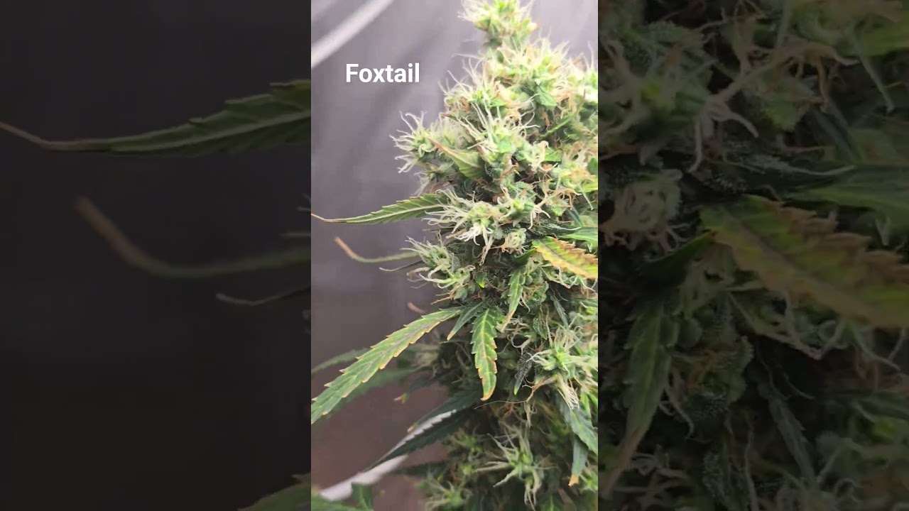 foxtail, in few days icebath   #viral #cannabiseducation #flowers #garden #cannabisdaily #viralvideo