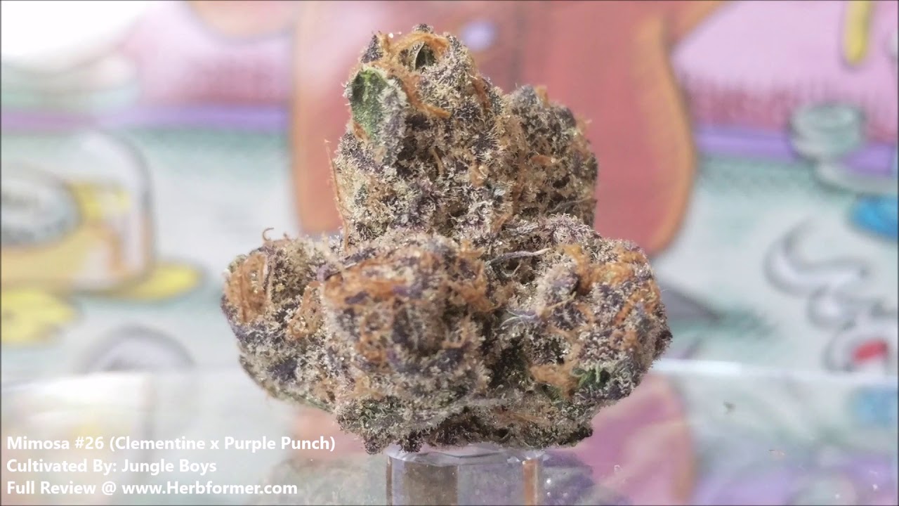 [Jungle Boys]  Mimosa #26