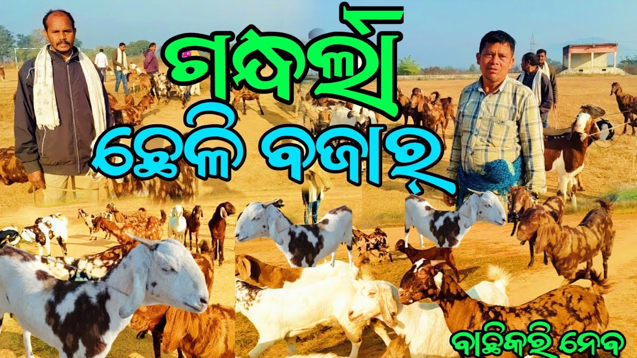 ଛେଳି ବଜାର୍🐐 ଛେଳି ବଜାର୍ ଗନ୍ଧର୍ଲା || ଗନ୍ଧର୍ଲା ଛେଳି ବଜାର୍ ବଲାଙ୍ଗୀର @Bazarvloger 🐐🐏🐐