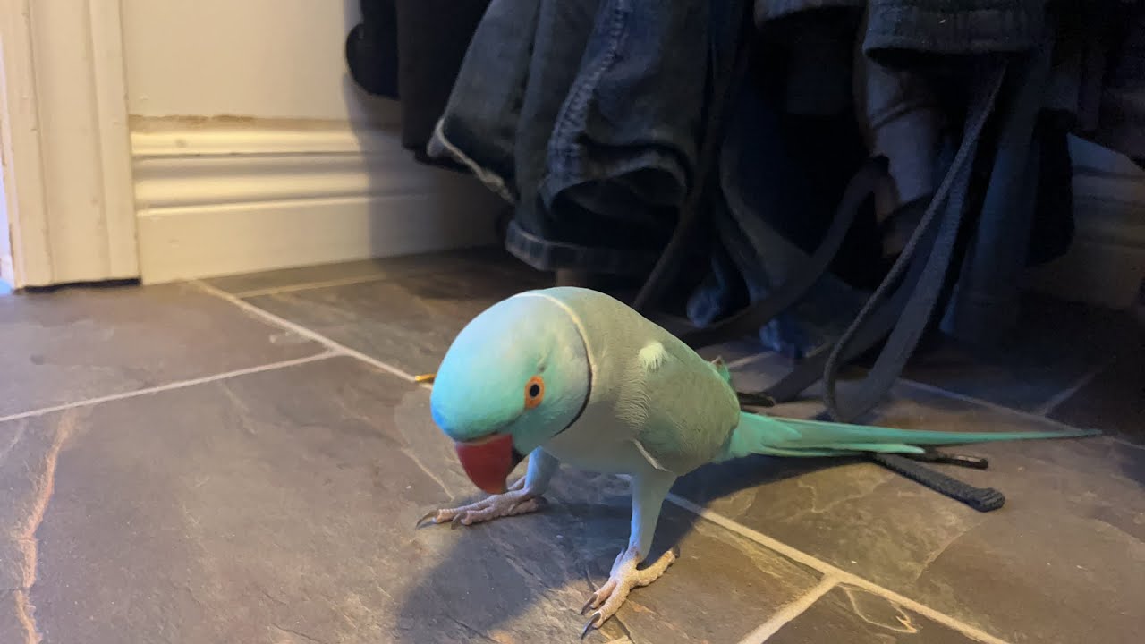 Приходите поздороваться с Киви 🐦