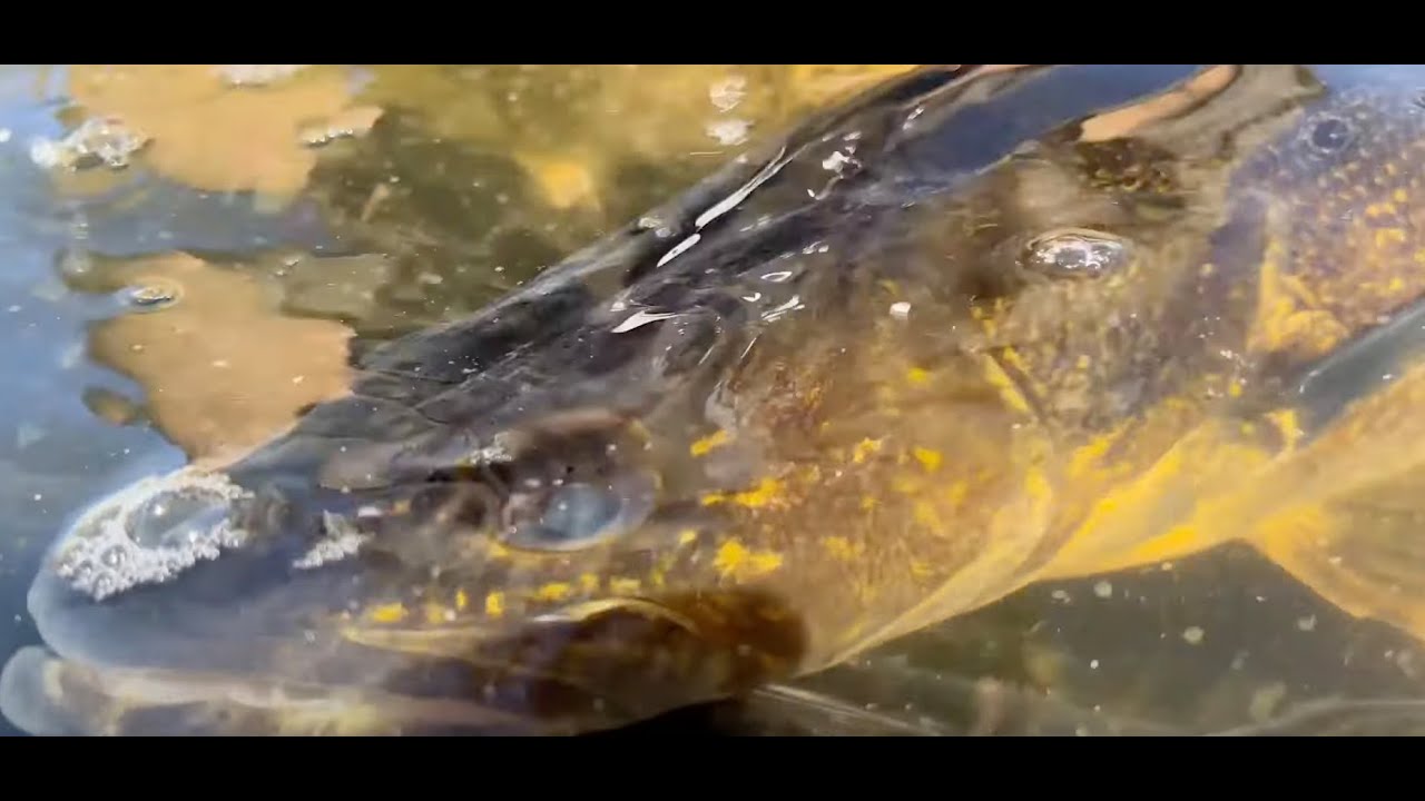 2023 MN DNR Walleye Egg Take Operation.