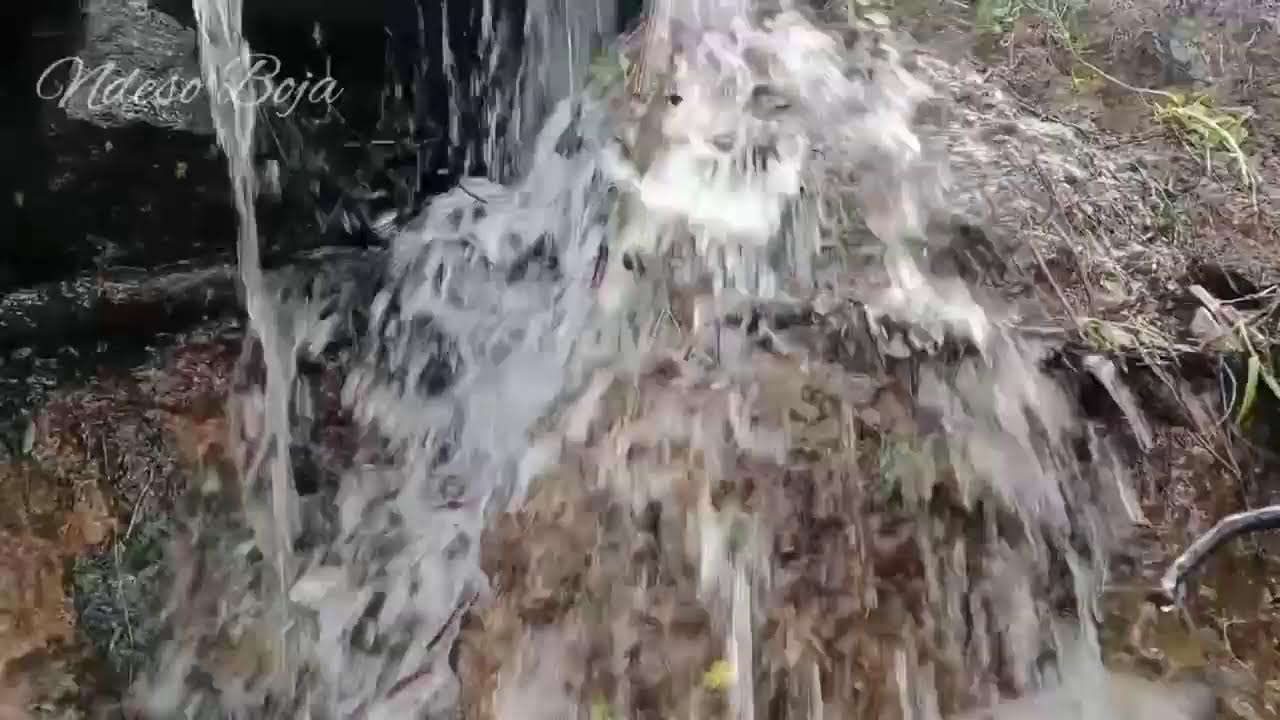 Birdsong ASMR in the Misty Forest 🌲 Calm Nature Sounds for Meditation