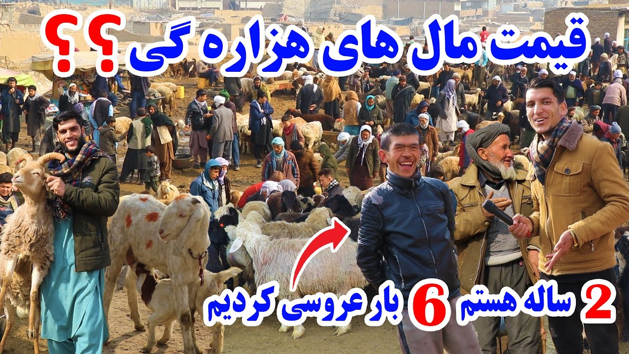 مال بازار نقاش، قیمت مال های هزاره گی،  غلام حسین 2ساله، قصه های جالب هموطنان در گزارش میلاد حکیمی