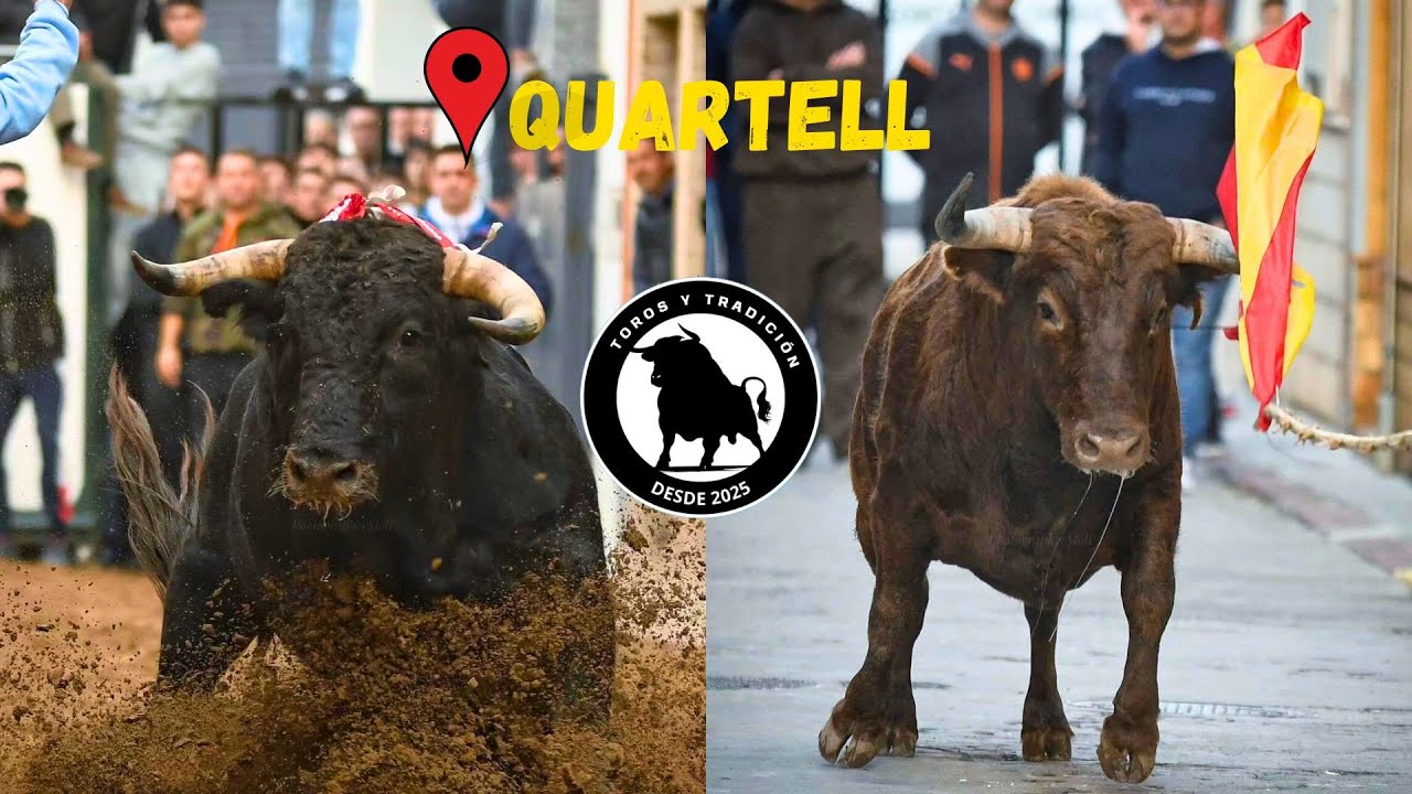 Toros Quartell!! Bou de Nadal!!