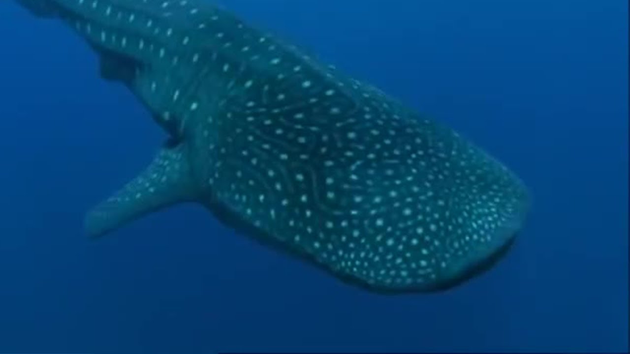 Whale Shark | Planet Earth | BBC Earth