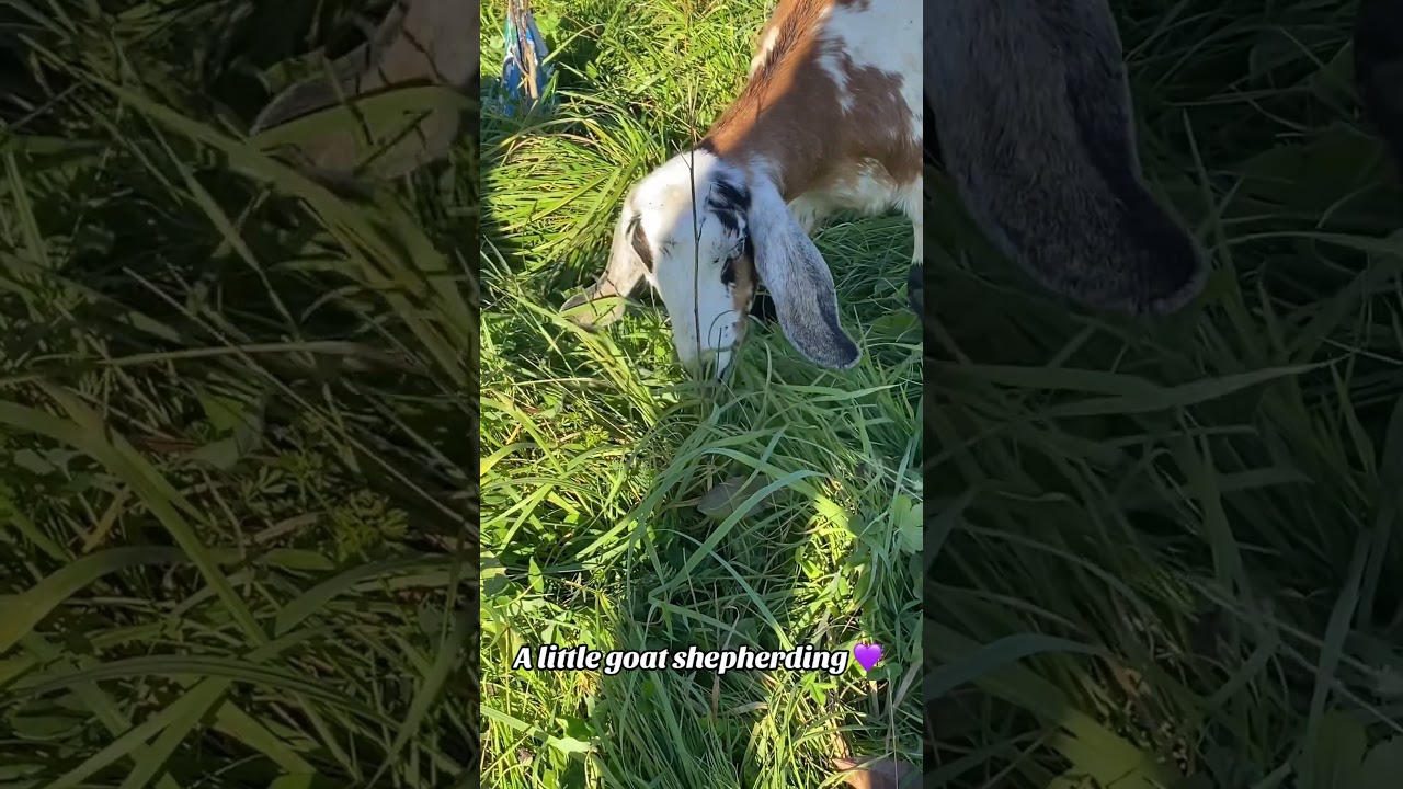Goat grazing & an afternoon of shepherding #goat #farming #farm #grazing #livestock #goatfarming