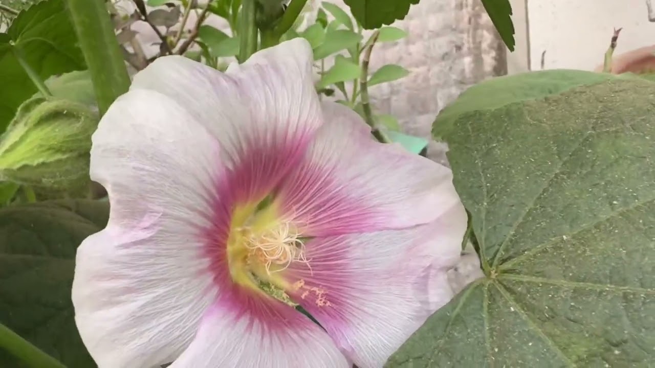 अब खिलेंगे ढेर सारे फूल 🌹 , कलिया ही कलिया अब फूलो में बदलेंगी 😄😄