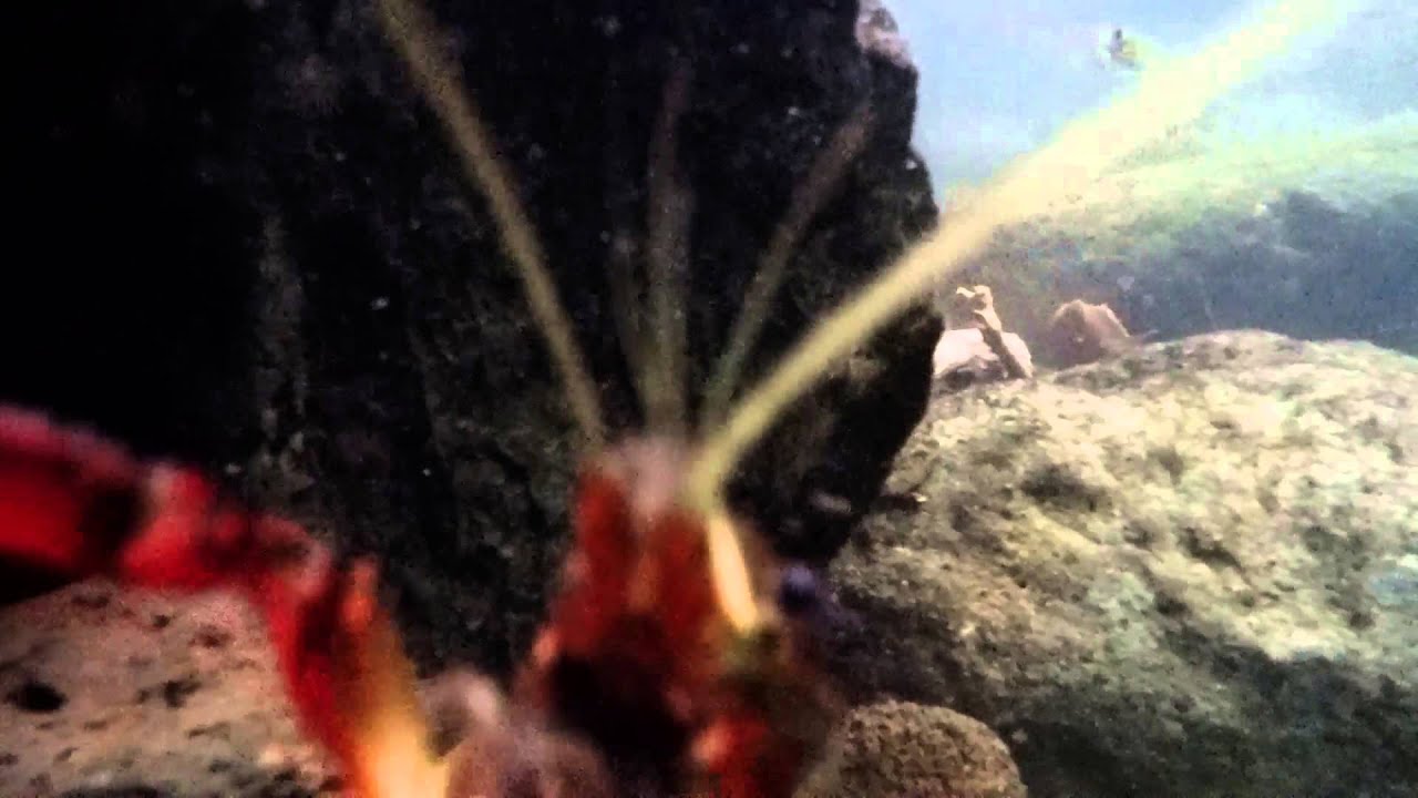 angry crayfish