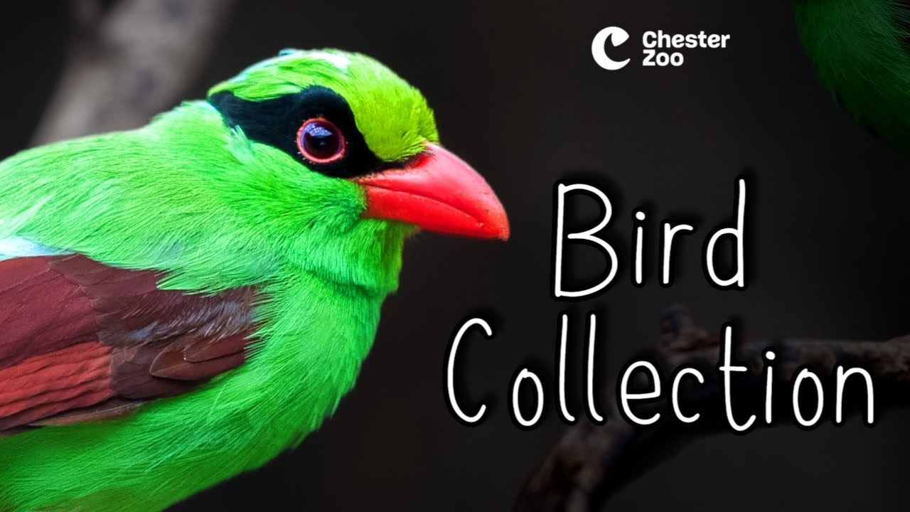 INSIDE Chester Zoo’s SECRET Bird Collection!