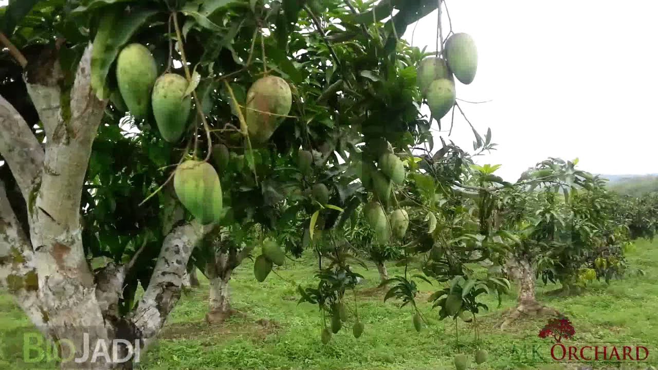 Mango - Organically Grown @ MK Orchard