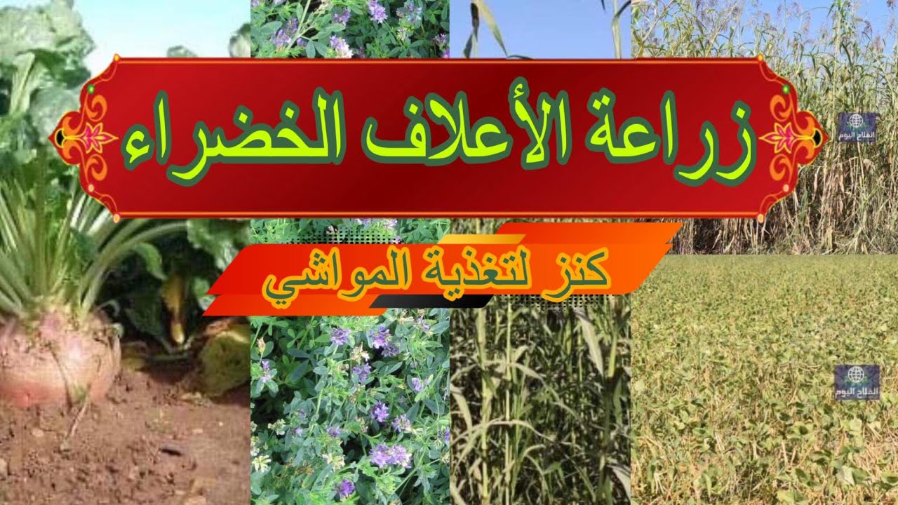زراعة الأعلاف الخضراء