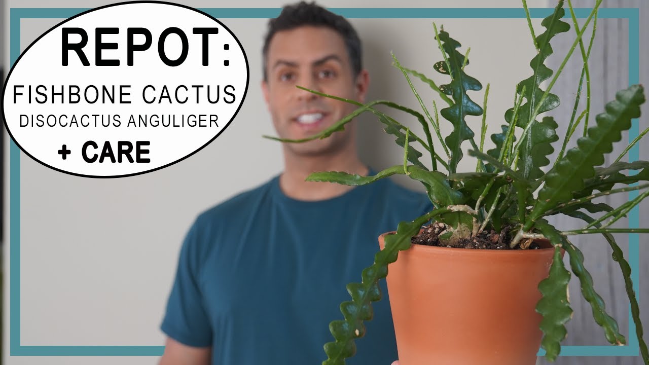 Fishbone Cactus Repot! Adding Propagations To Make 1 Large Plant! + Fishbone Cactus Care Tips Too!