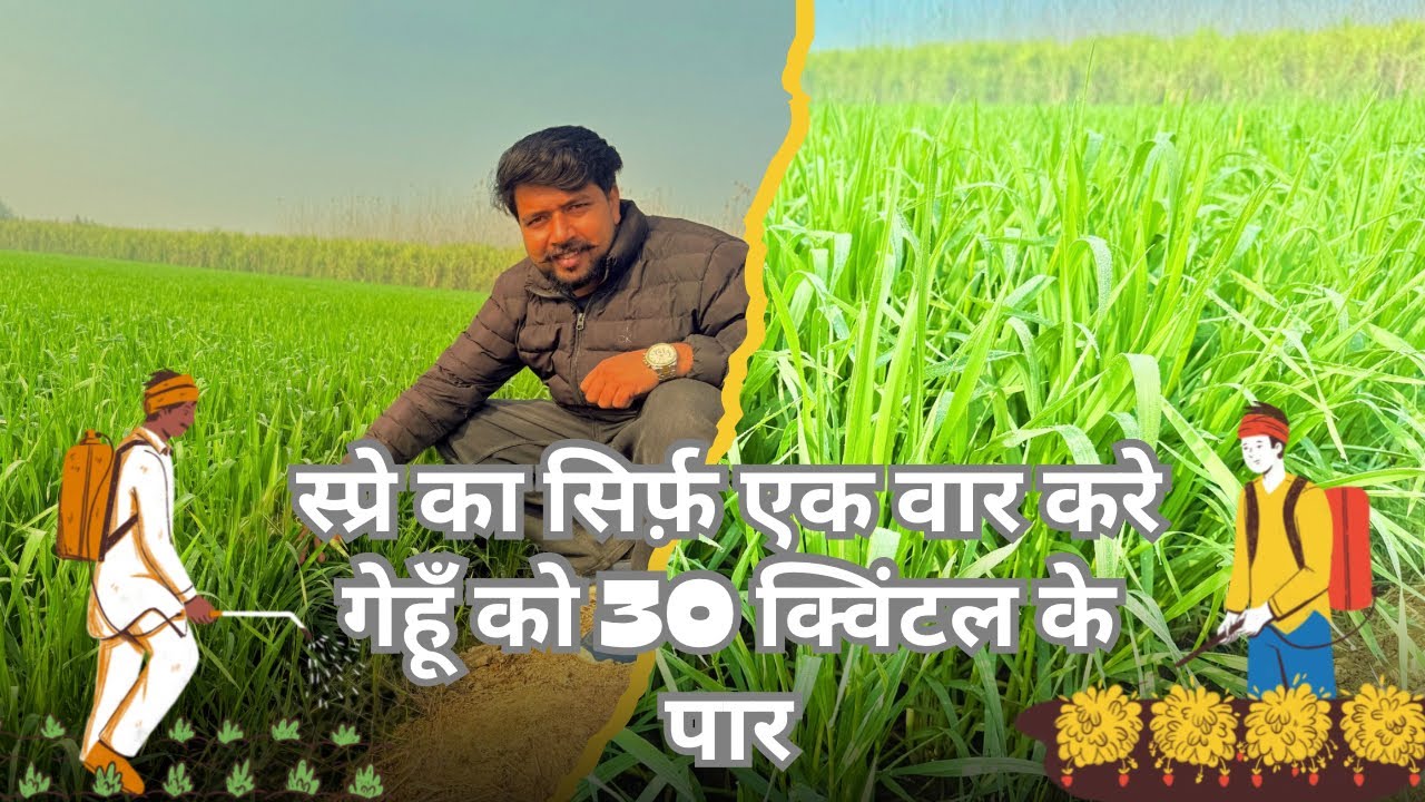 स्प्रे का सिर्फ़ एक वार करे गेहूँ को 30 क्विंटल के पार अधिक जानकारी के लिए वीडियो को लास्ट तक देखे ।