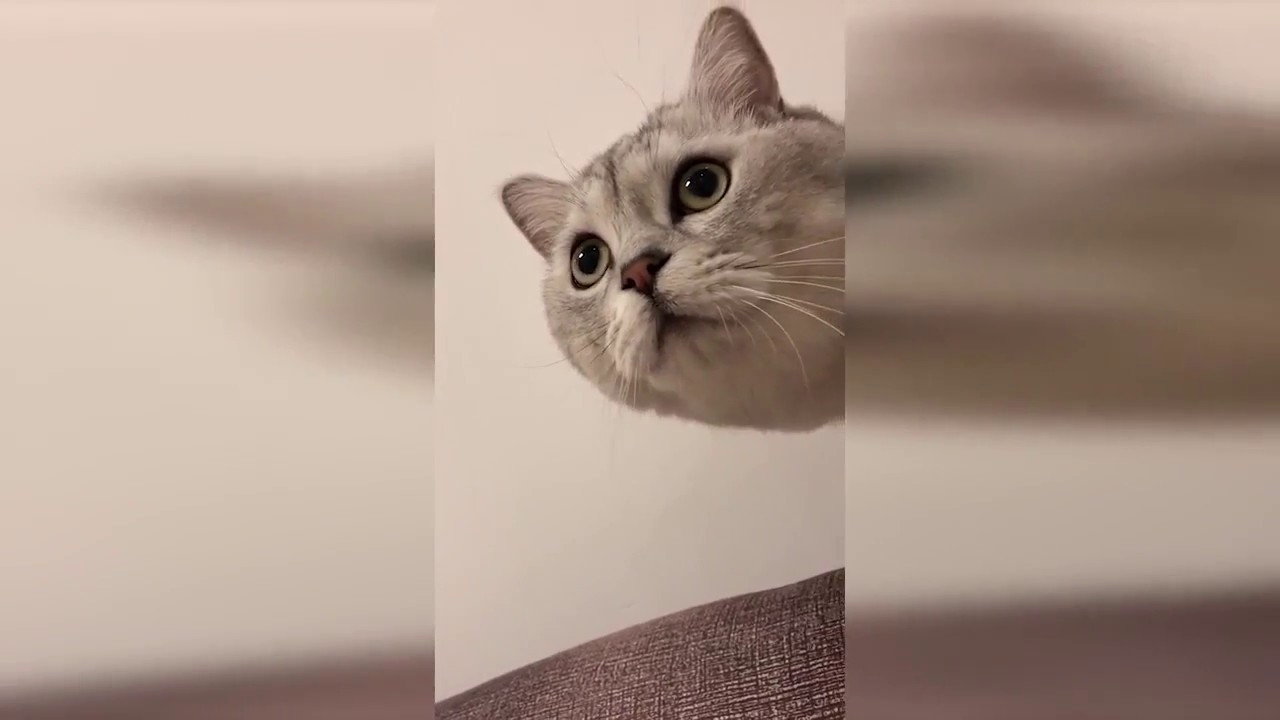 猫咪叫声合集，不行了血条空了！