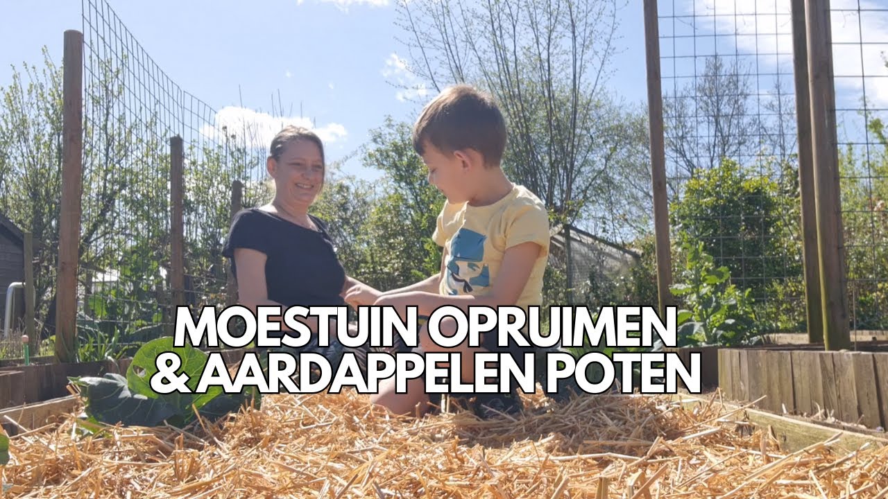 Aardappels poten volle grond en in pot