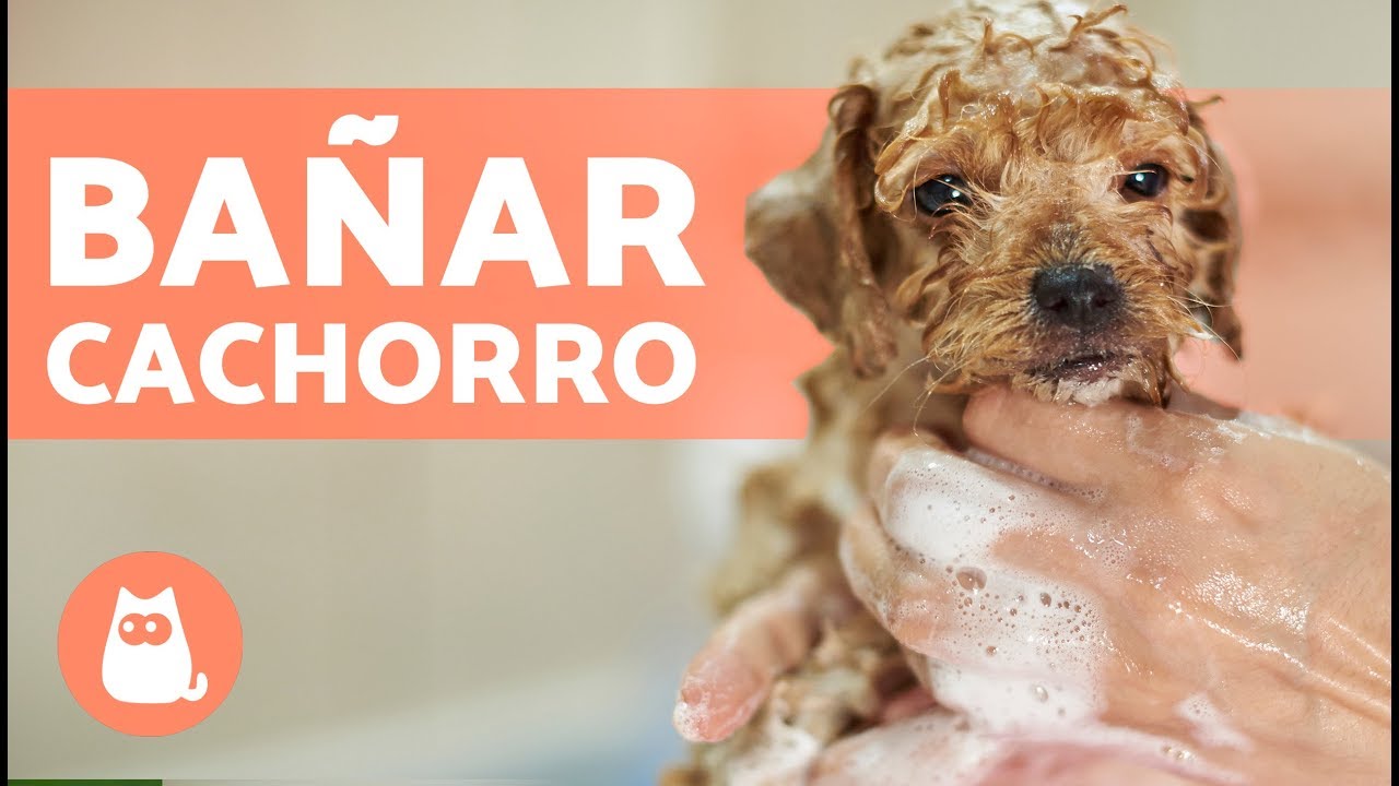 Cómo BAÑAR a un PERRO CACHORRO por primera vez