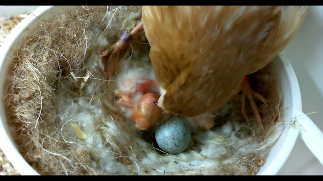 Phaeo canaries with camera in nest