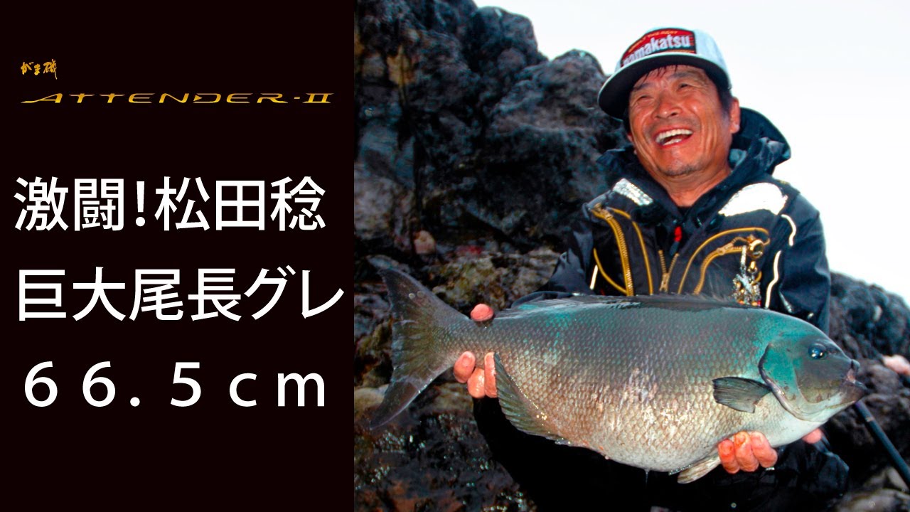 【がま磯アテンダーⅡ登場】激闘！松田稔　巨大尾長66.5ｃｍ