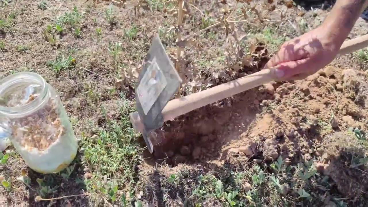 Como cultivar SETA DE CARDO en terrenos baldios. ¡Resultado sorprendente!!