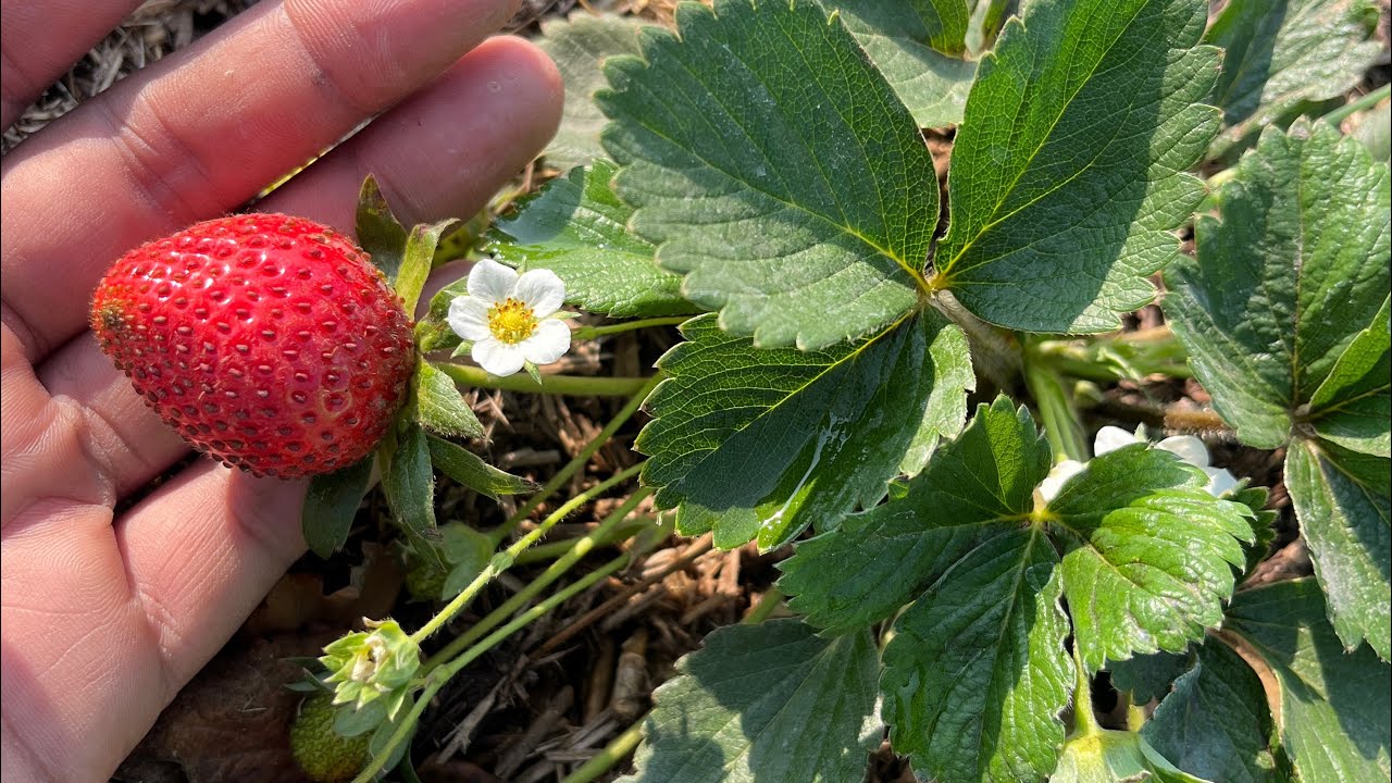 Strawberries 🍓 in my Terrace Garden | Gardening Tips  #trendingblog