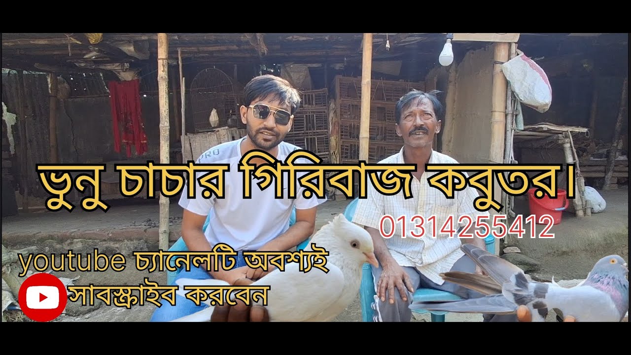 ভুনু চাচার রাজশাহী লোকাল গিরিবাজ কবুতর। #RajshahiAllFighter #PigeonVlog #ViralVideo #YouTubeShorts 