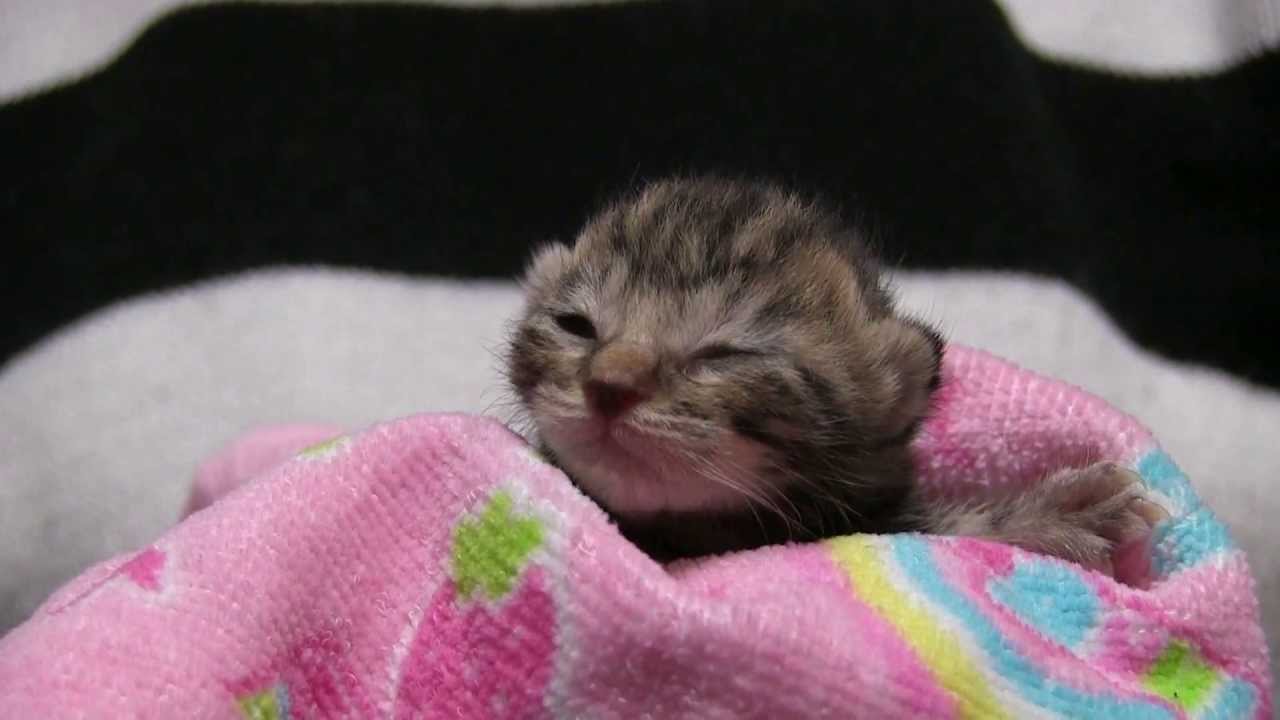 子猫のぴくぴくきゅい～ん