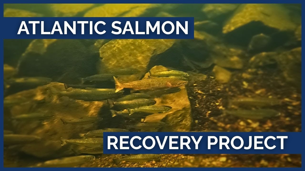 Atlantic salmon recovery: Uniting conservation, science and communities