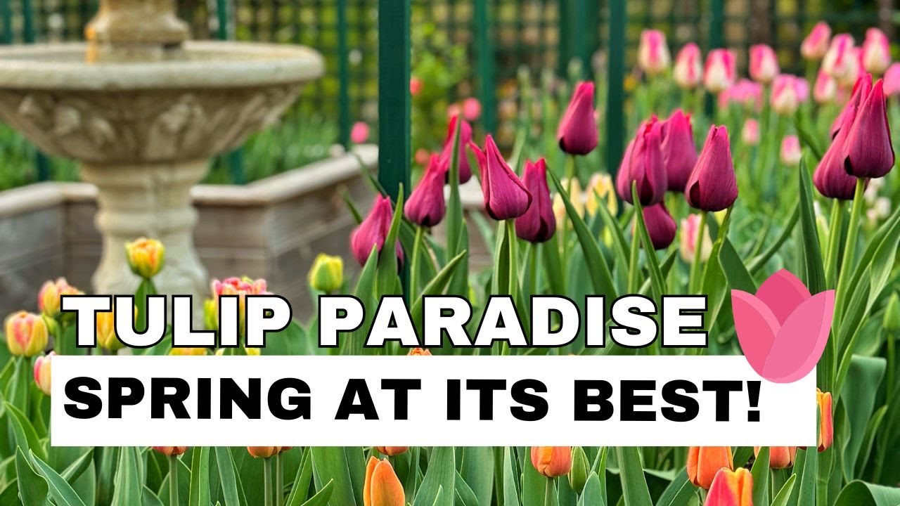 JAW DROPPING SPRING COLOR! 🌷Tulip Garden Tour, Deer Repellent Strategies & the Cutest Fox Family