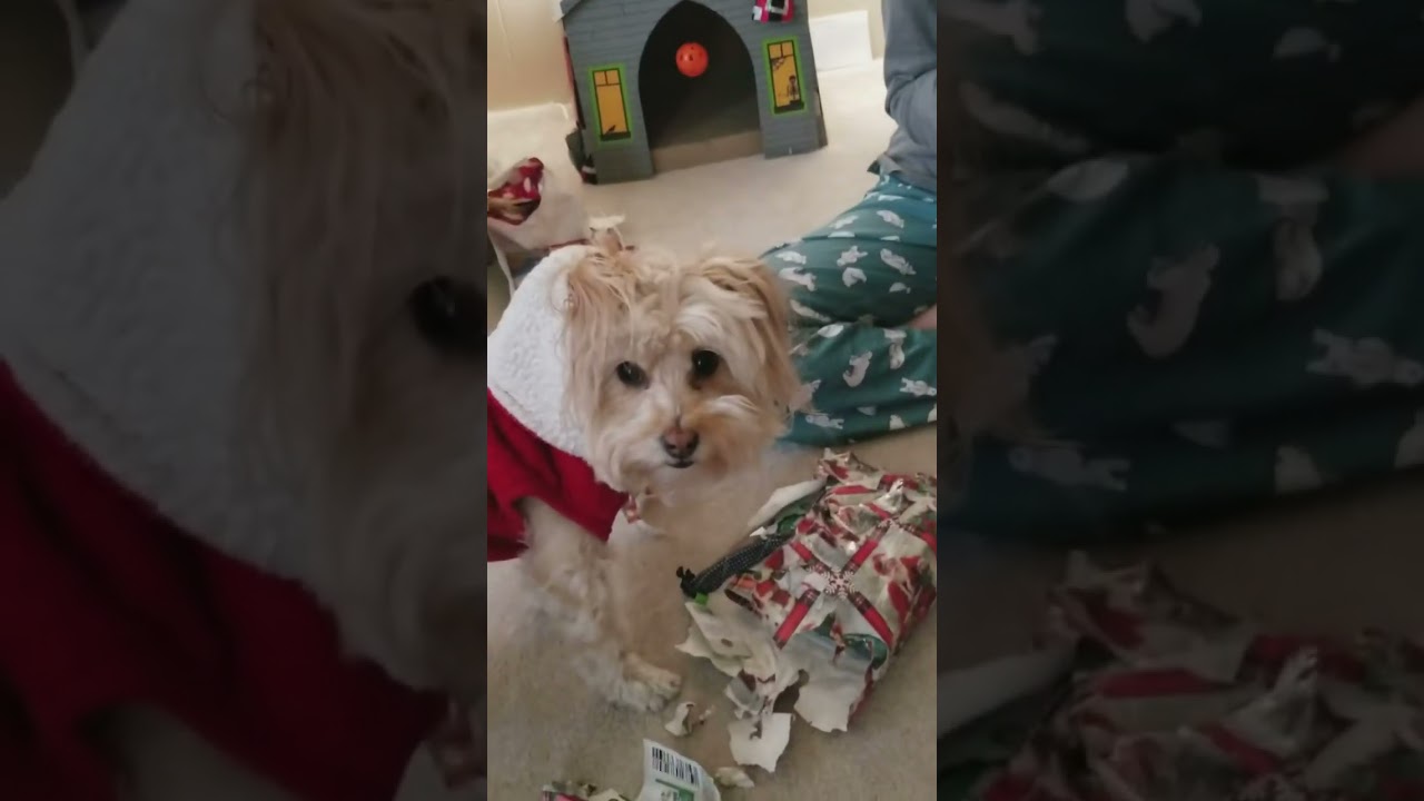 sophie ❤️z christmas