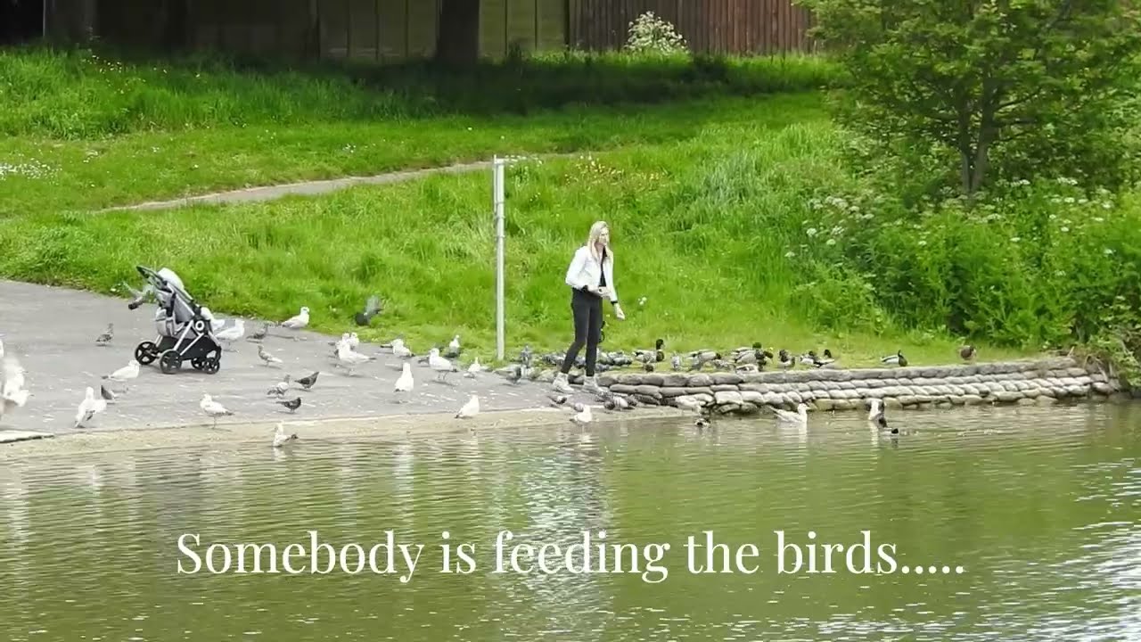 Apex Leisure and Wildlife Park. Highbridge/ Burnham-on-Sea