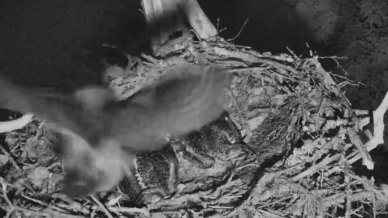 GHO takes chick from Hog Island Osprey nest. 01.20 / 11 July 2017