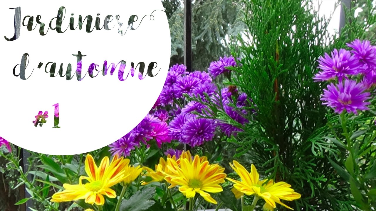 ✿ Jardinière d'automne #1 - Conifere, aster d'automne et chrysantheme
