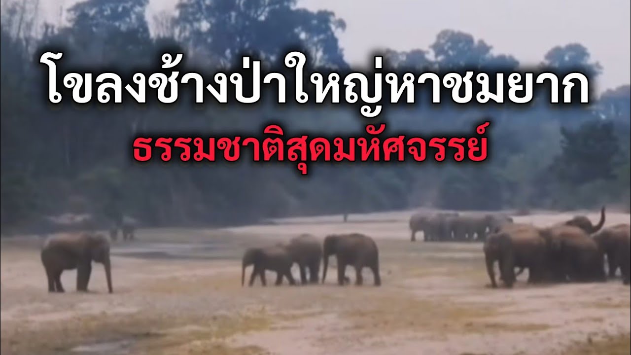 โขลงช้างป่าใหญ่หาชมยาก ธรรมชาติสุดมหัศจรรย์ 