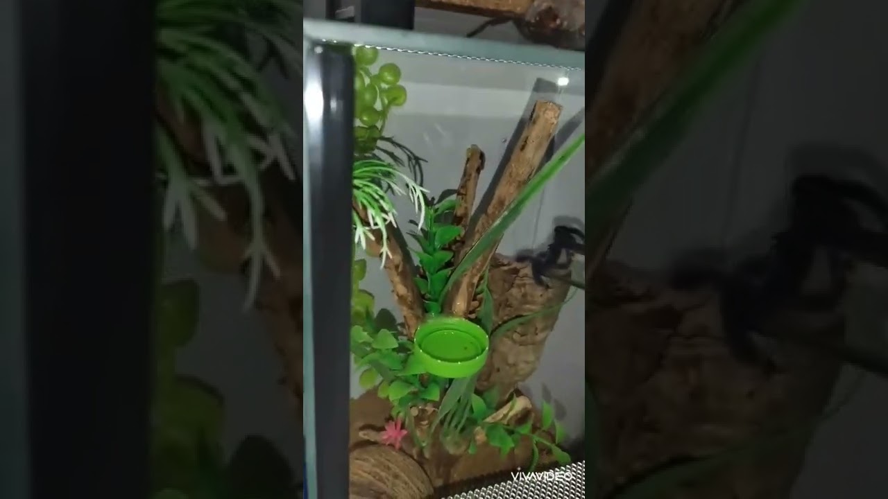 pink toe tarantula feeding