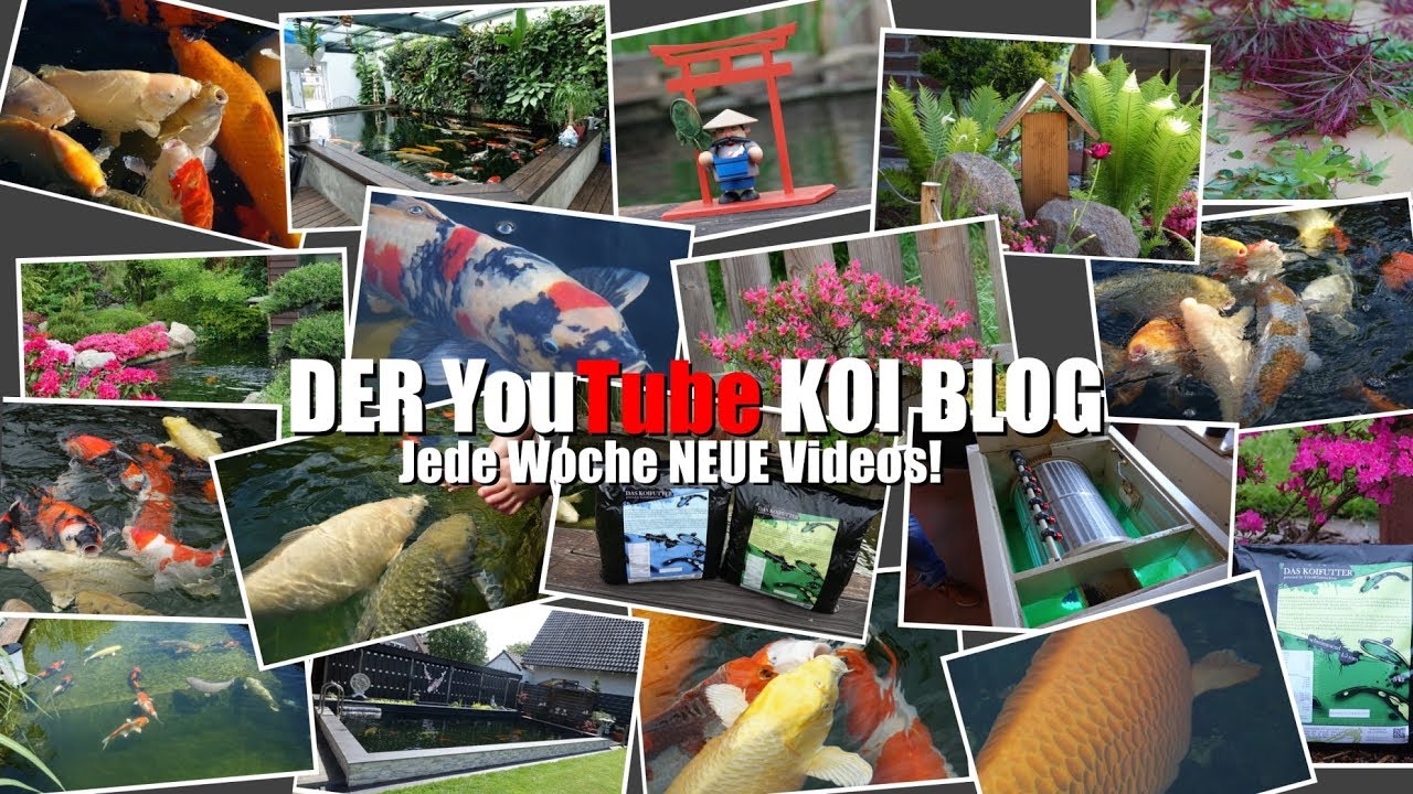 Teich&Garten4you ★ Dein YouTube Koi Blog
