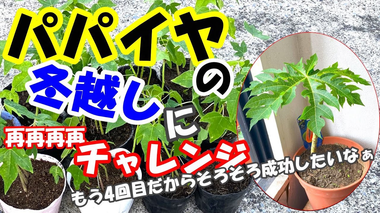 パパイヤの冬越し　4回目の挑戦‼