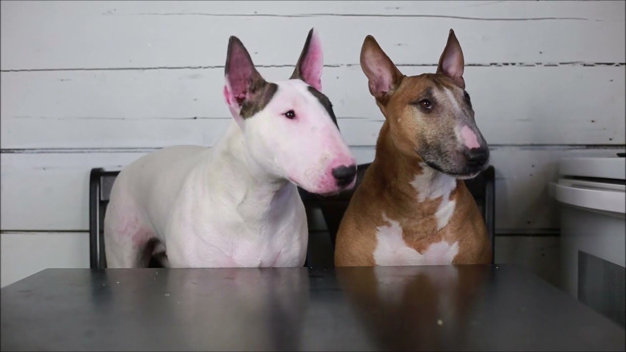 Bull Terrier Foodies~ trying all the snacks