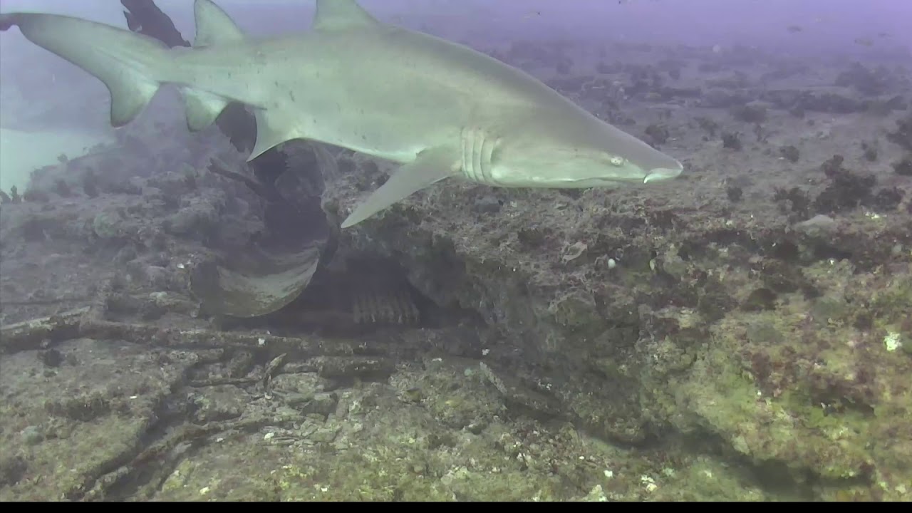 sand tiger shark hooked Carcharias taurus 2021 03 12 1332EST BearBell ejb