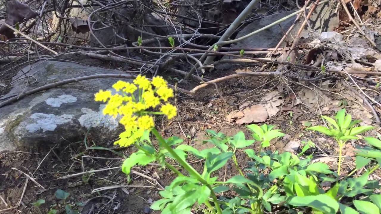 Capital Naturalist: Golden Alexanders