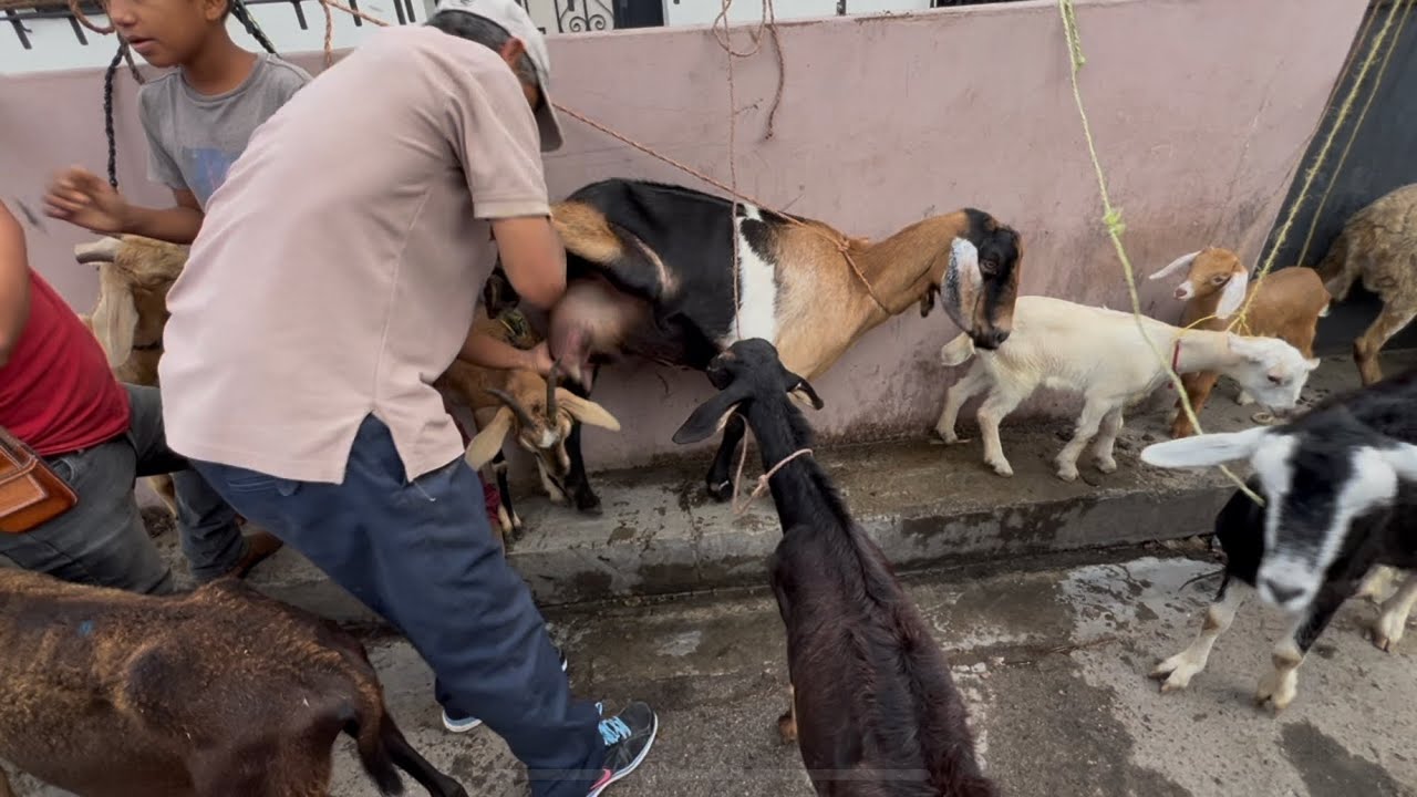 CABRAS 🐐 LECHERAS EN EL TIANGUE DE SAN RAFAEL CEDROS