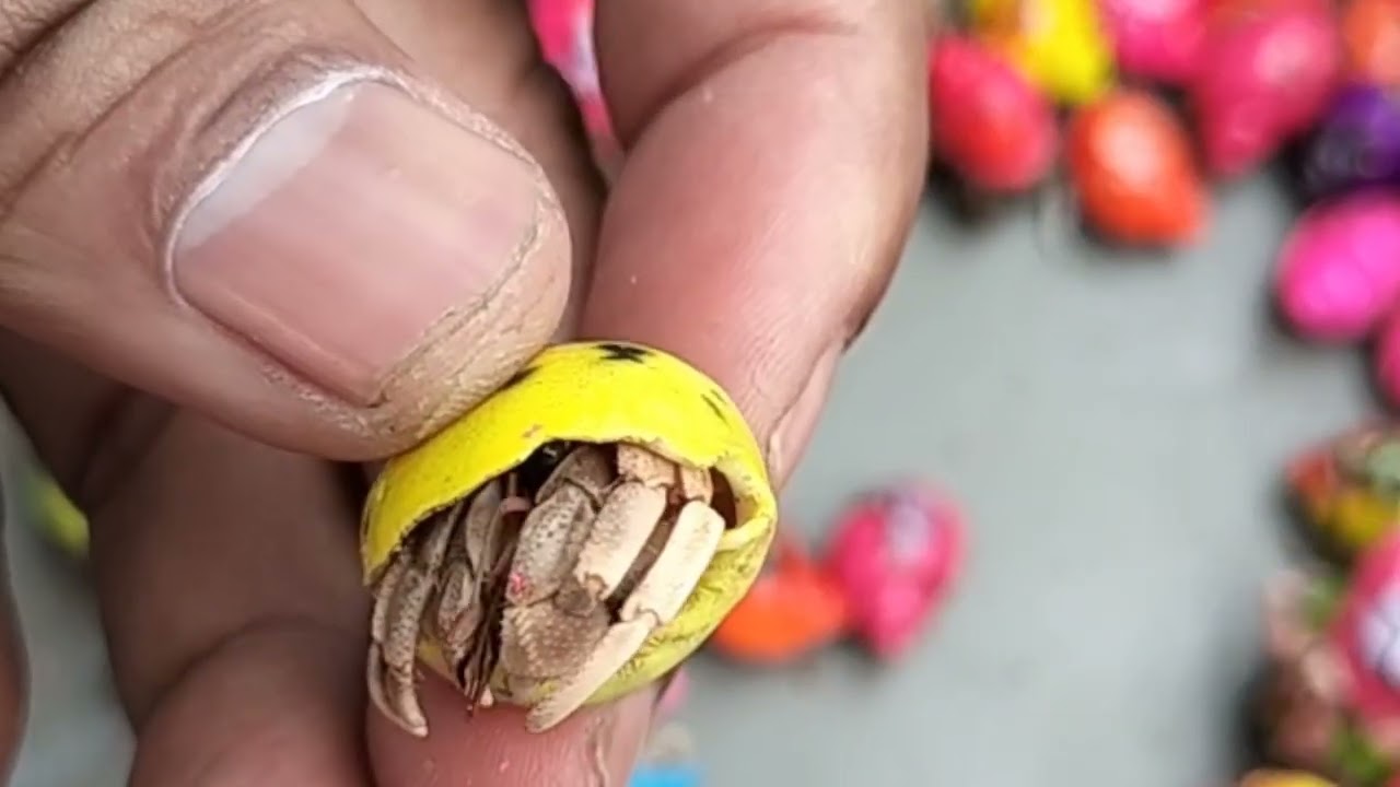 MENYERAMKAN! Berburu keong mas, Kepiting, Udang Warna - Warni, (keong sawah) dirawa angker!  Eps.116