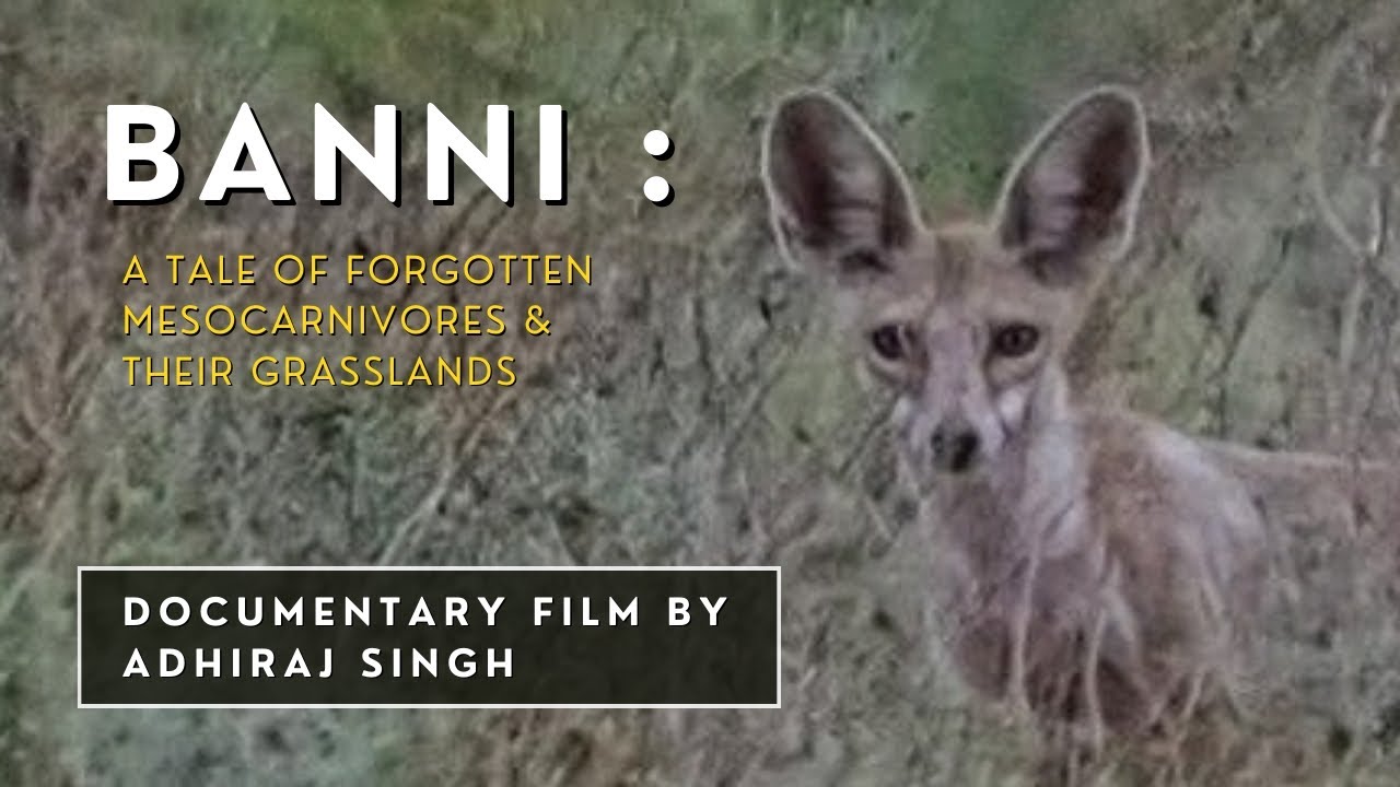 Banni - A Forgotten Tale of Mesocarnivores & Their Grasslands | Adhiraj Singh