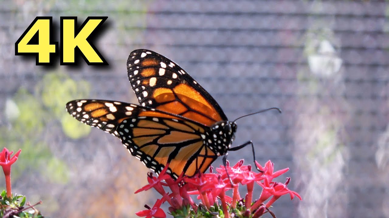 Butterfly House - The Goodness Garden - Epcot - Walt Disney World - 2018 - 4K